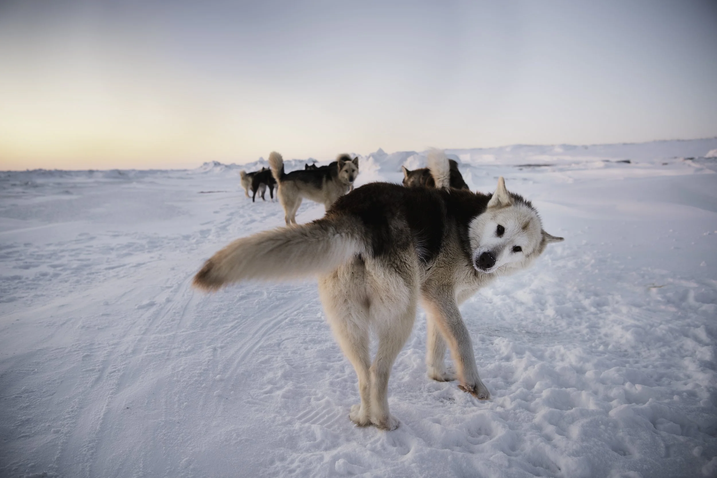 ANNIVERSARY OF THE 5th THULE EXPEDITION — North Exposure Studios