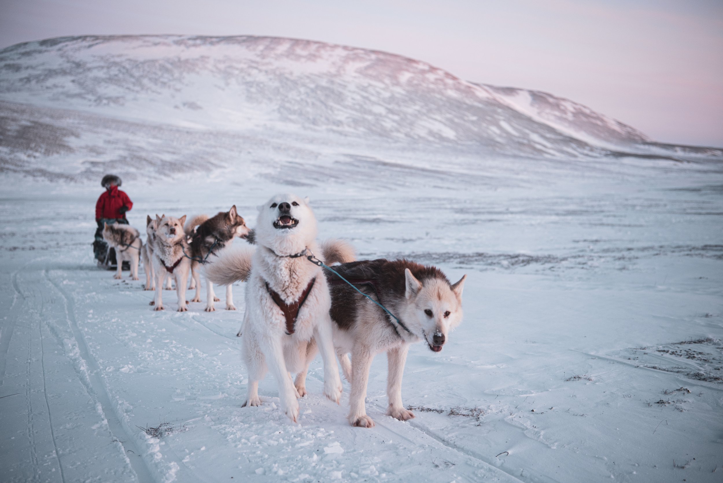 ANNIVERSARY OF THE 5th THULE EXPEDITION — North Exposure Studios