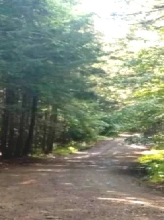 Forest%2BPath.jpg