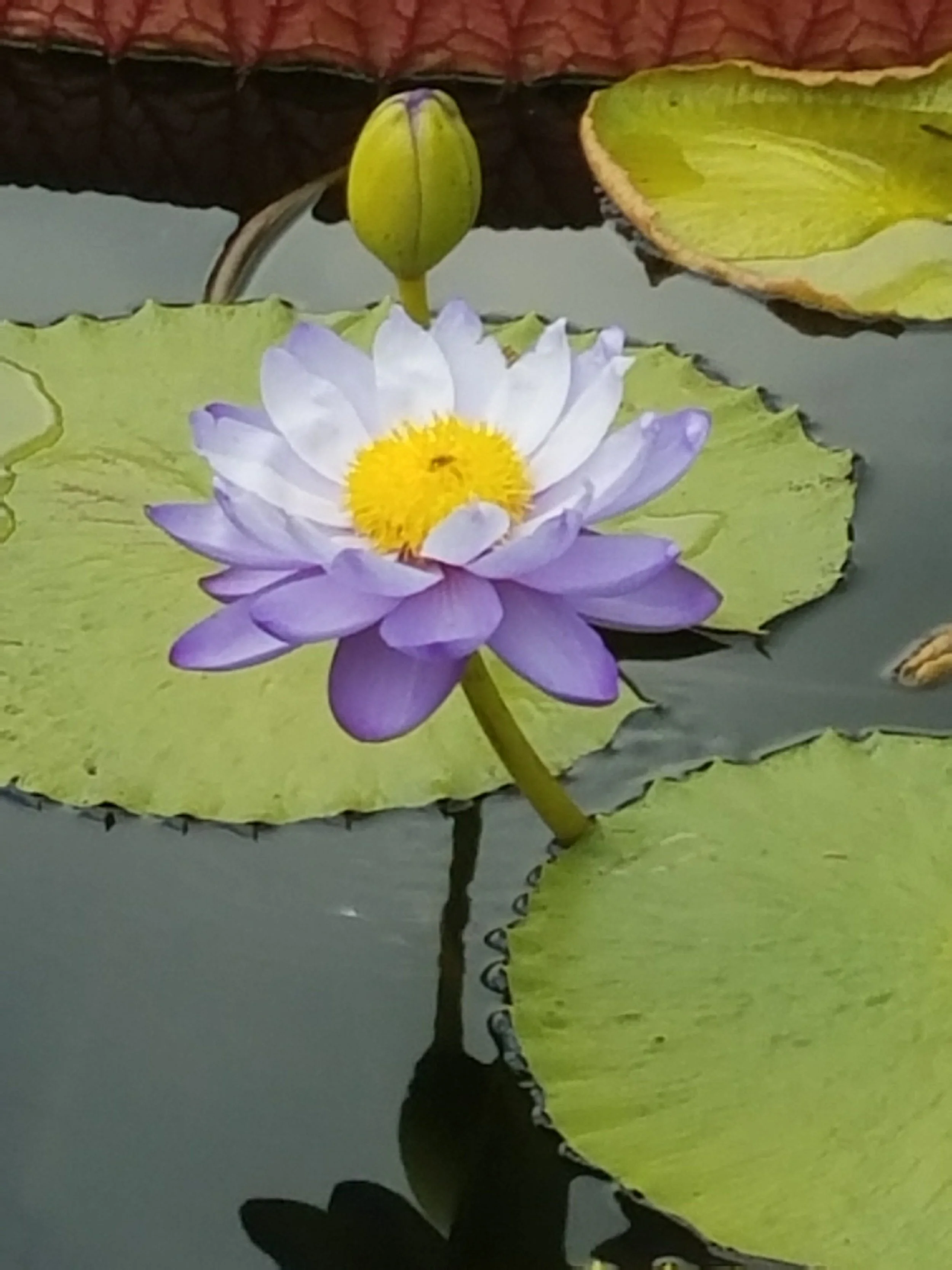 Being, Embodied: A Day of Mindfulness Practice