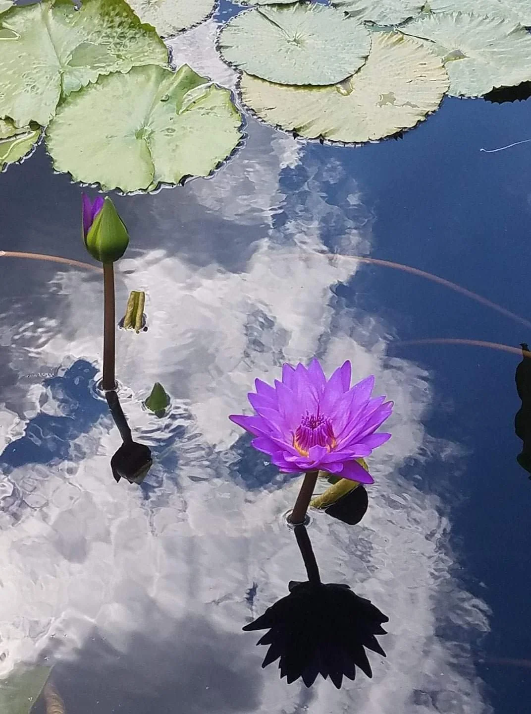 Midweek Meditation