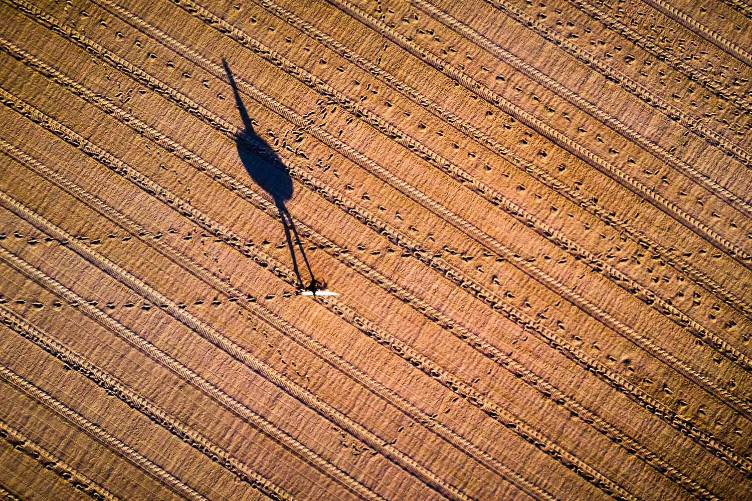 DJI_0376_morris_bondi.jpg