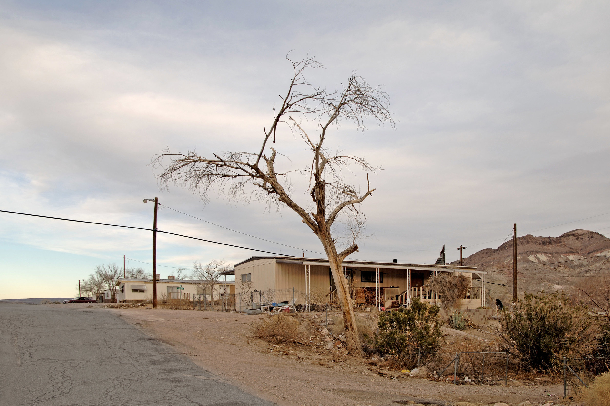 Tree House Web.jpg