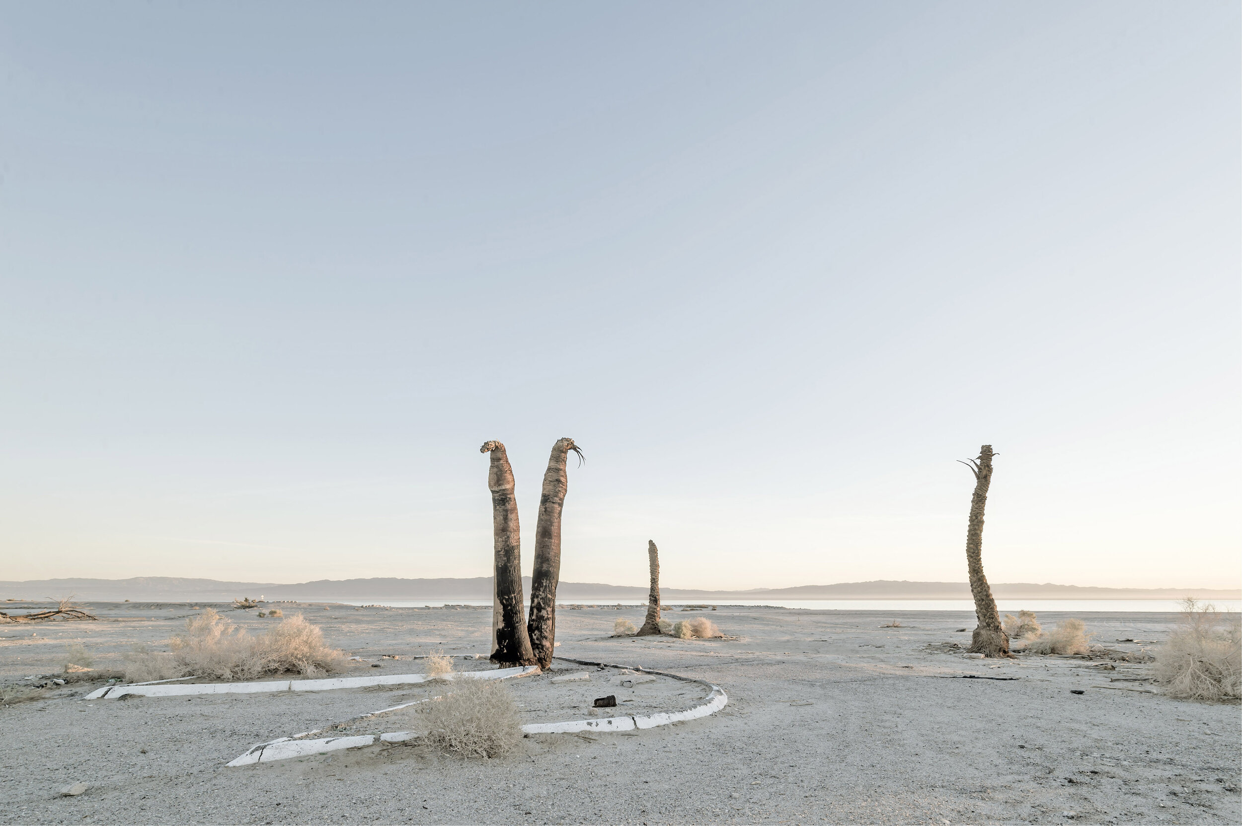 New-Salton_Trees_Web.jpg