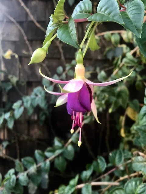 I thought this droopy flower was so pretty. Every blink I took is a permanent picture in my mind. When I saw this purple beauty I wondered what it was. I smelled it of course! A community based plant app I have told me what this purple bloom might be. As it turns out, it’s a variety of scrambling fuchsia. This was taken from the front of Mandy’s house.