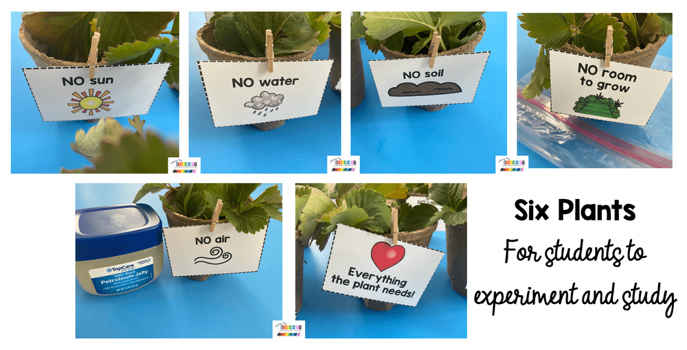 All About Plants Science Unit - FREE ACTIVITY — Keeping My ...