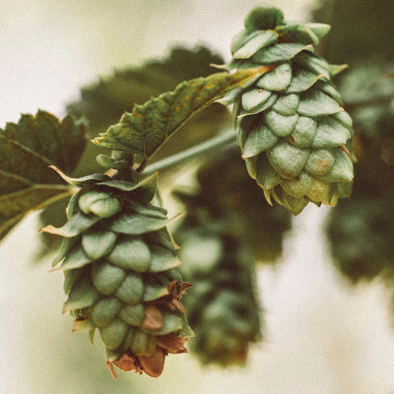 Myrcene
