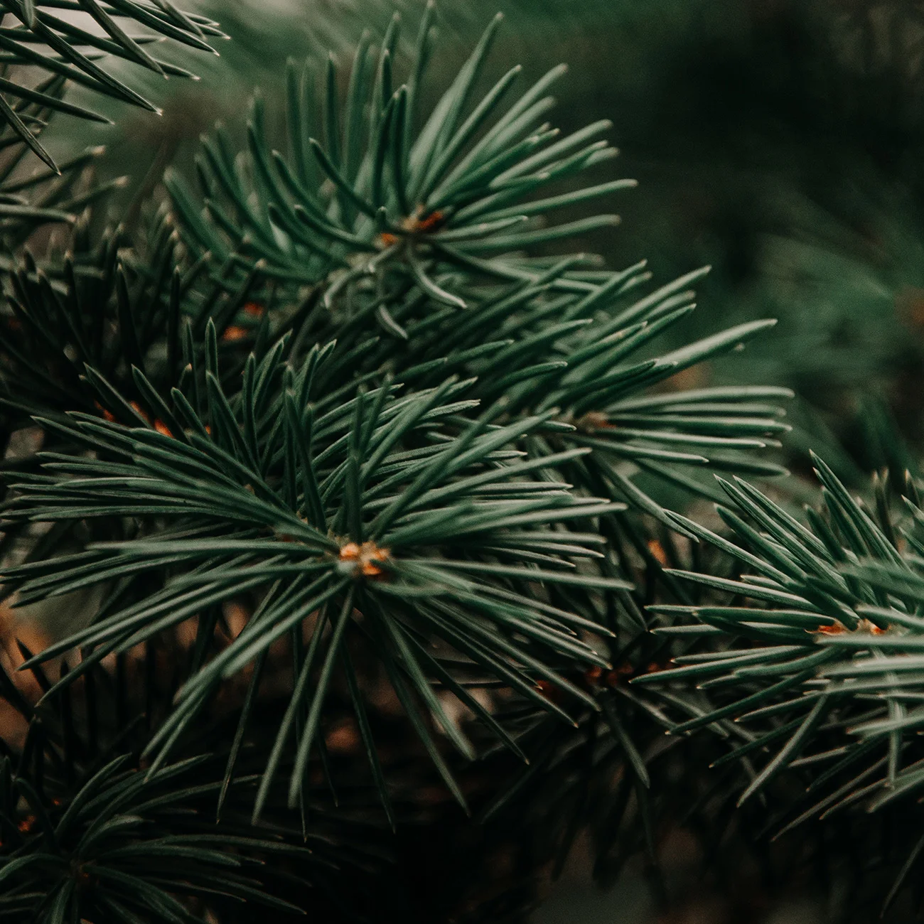 Pinene