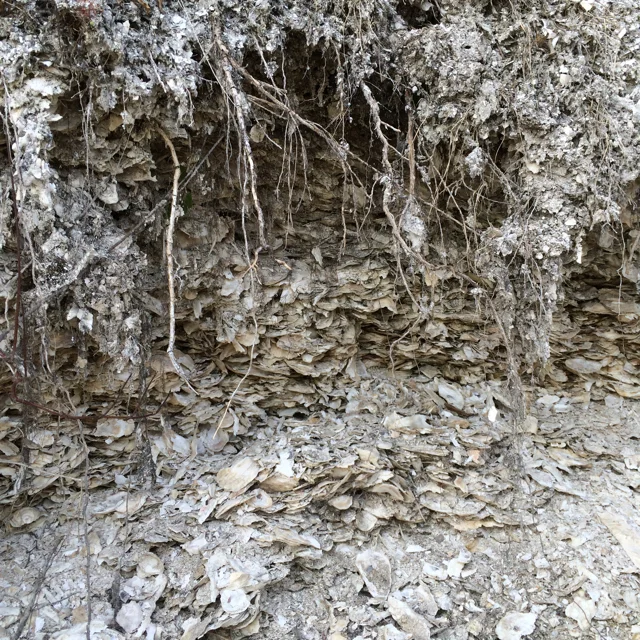 Shell midden. Photo courtesy of Catherine Schmidt, Maine Sea Grant