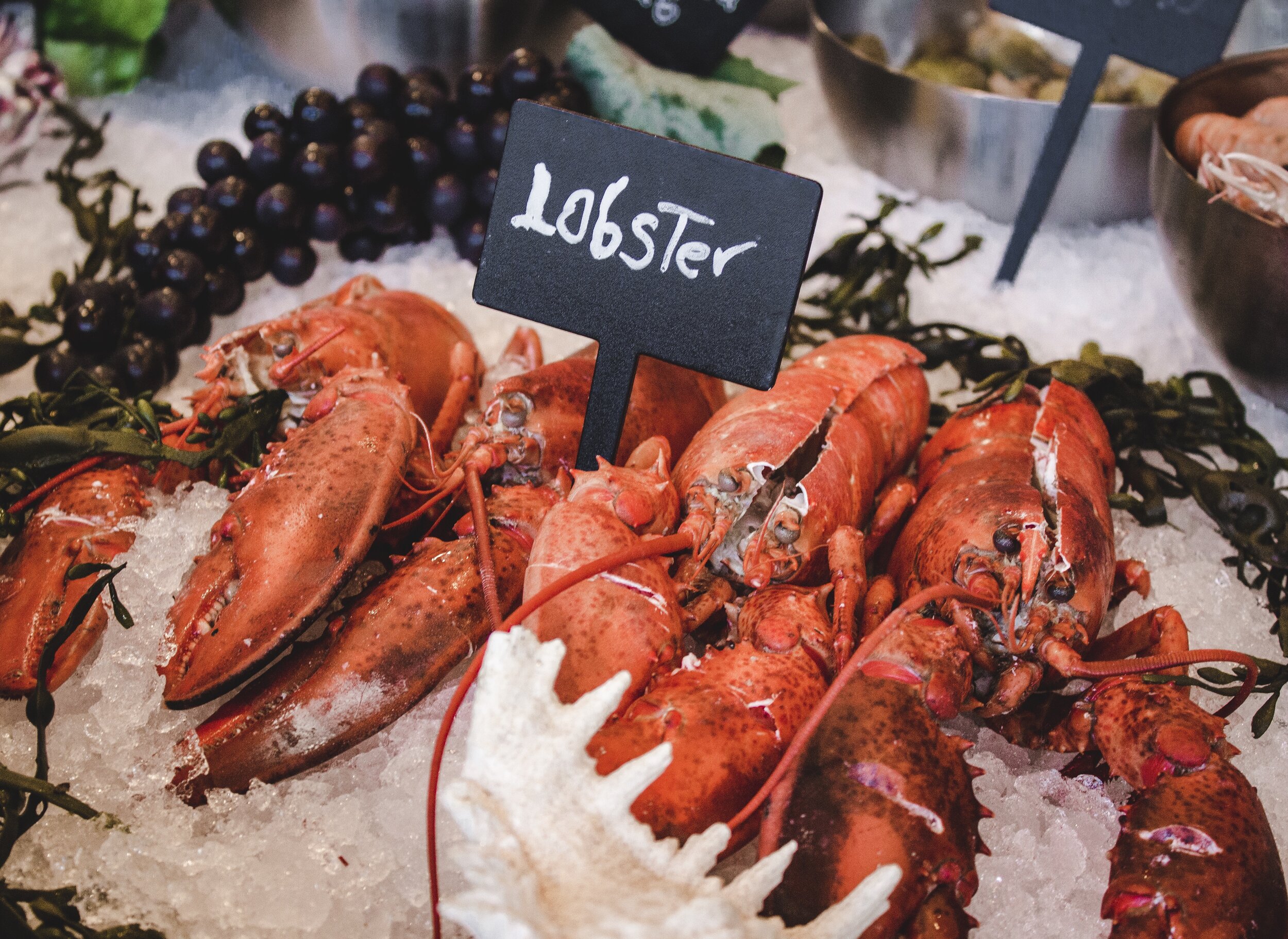 Do not store live lobsters on ice for a long period of time because the ice will melt and they will die.