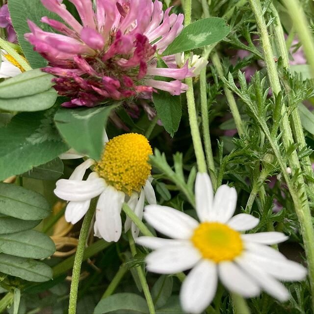 River forage (mayweed, red clover, honeysuckle) and family of geese sighting.