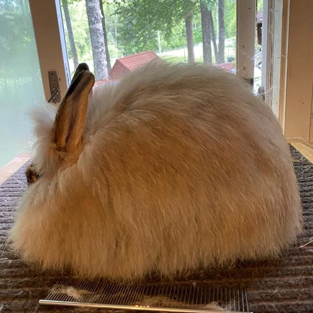Going to need another doe name, 12 weeks old and she&rsquo;s a keeper.

Bonus 12 day old broken opal at the end 😍

#frenchangora #angorarabbits #yarnseeds #Mainefibershed