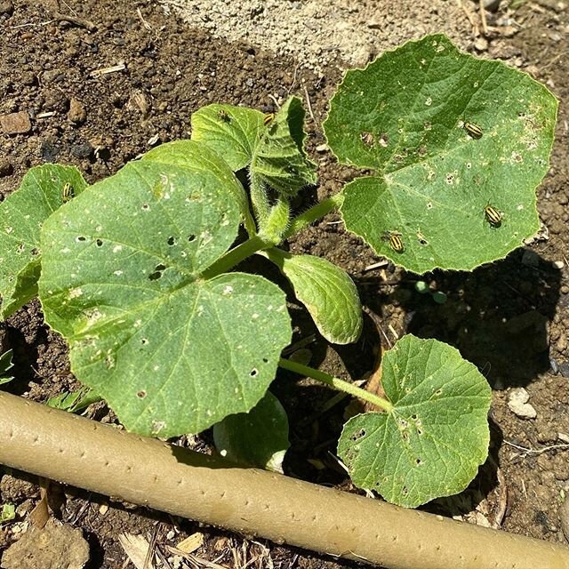 For balance, not everything is going perfectly. Almost overnight our likelihood of getting any squash crop dropped significantly 😕

30 million nematode reinforcements incoming.