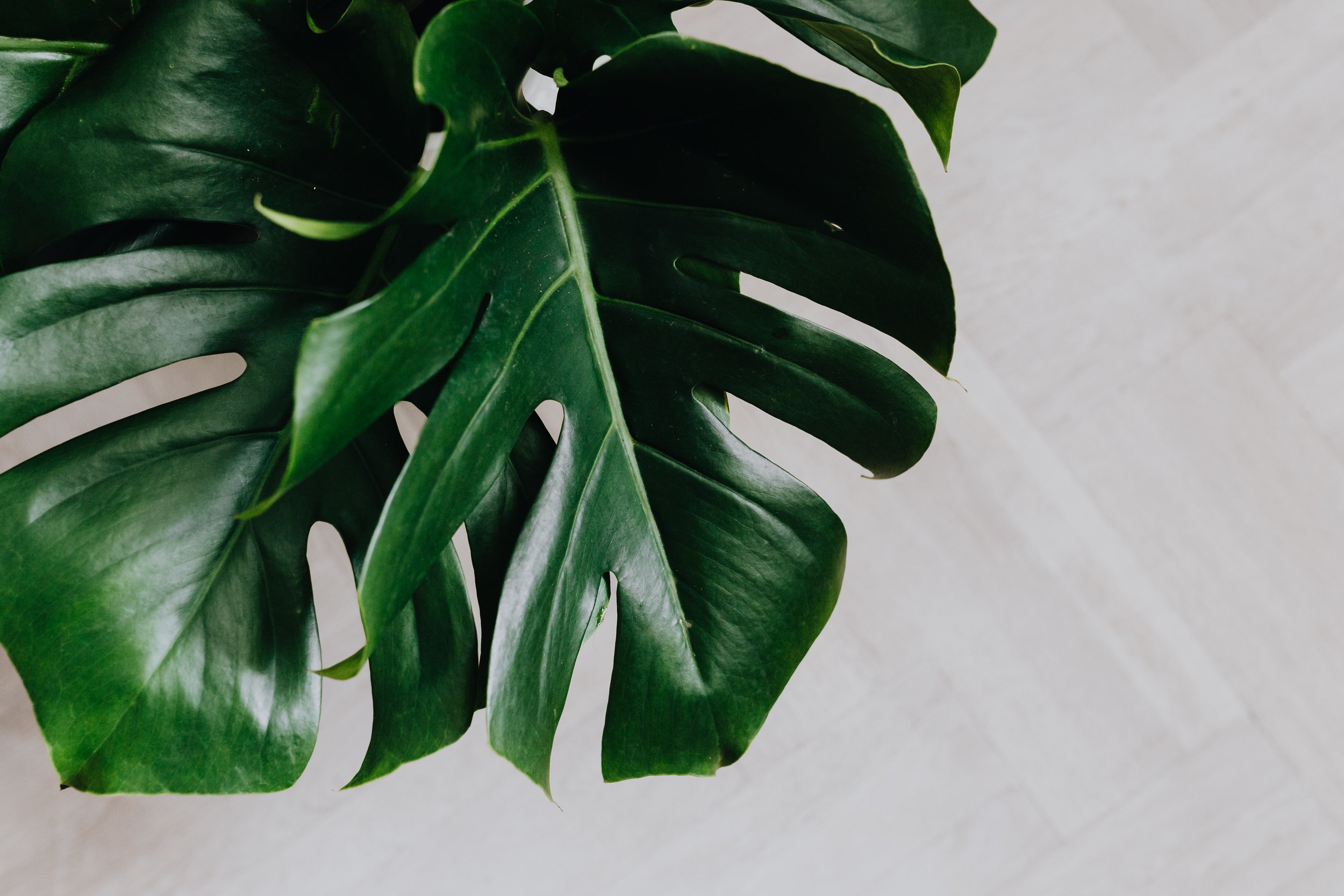 kaboompics_Dark green leaves of monstera.jpg