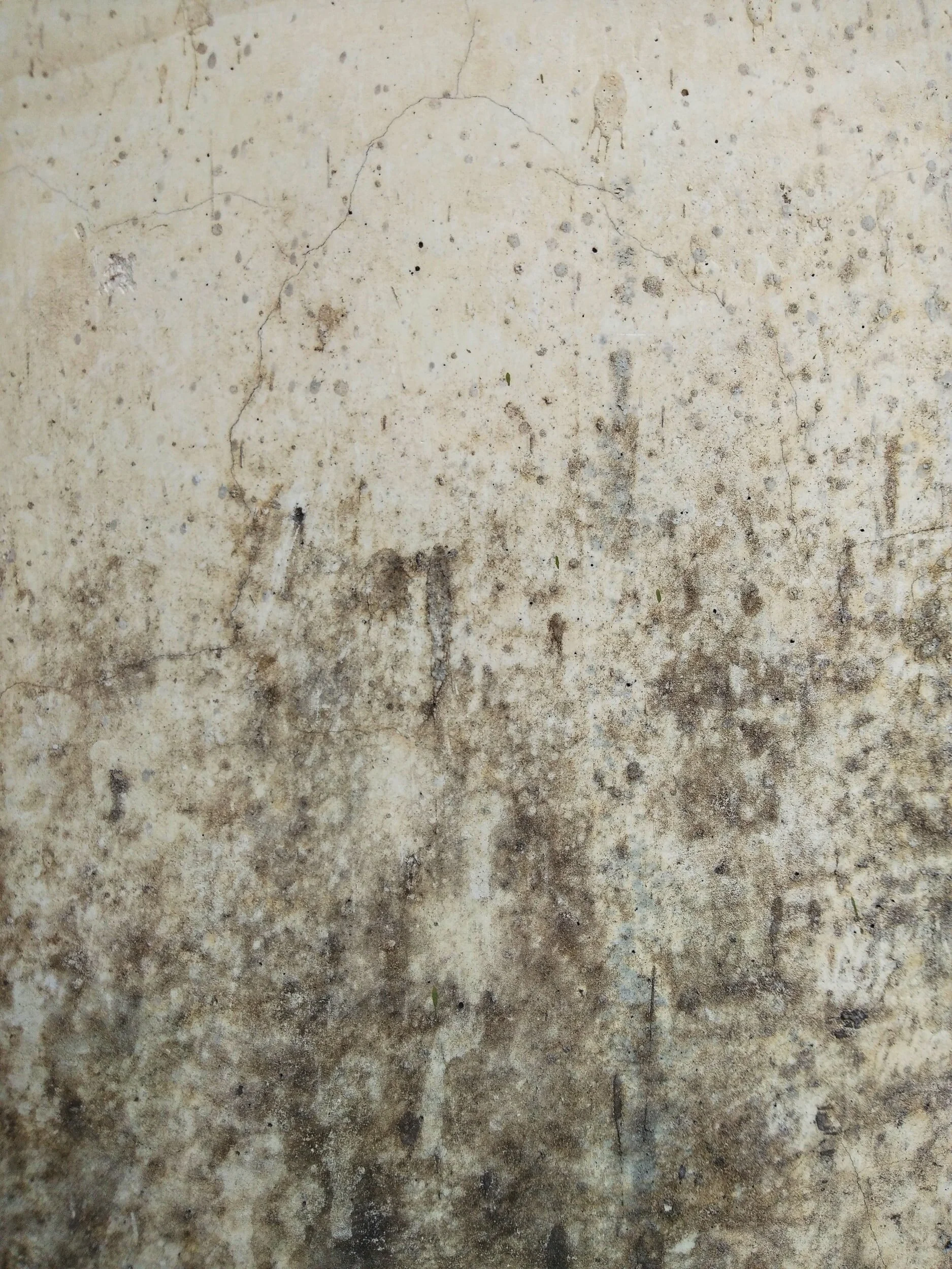 The Impact of Mold