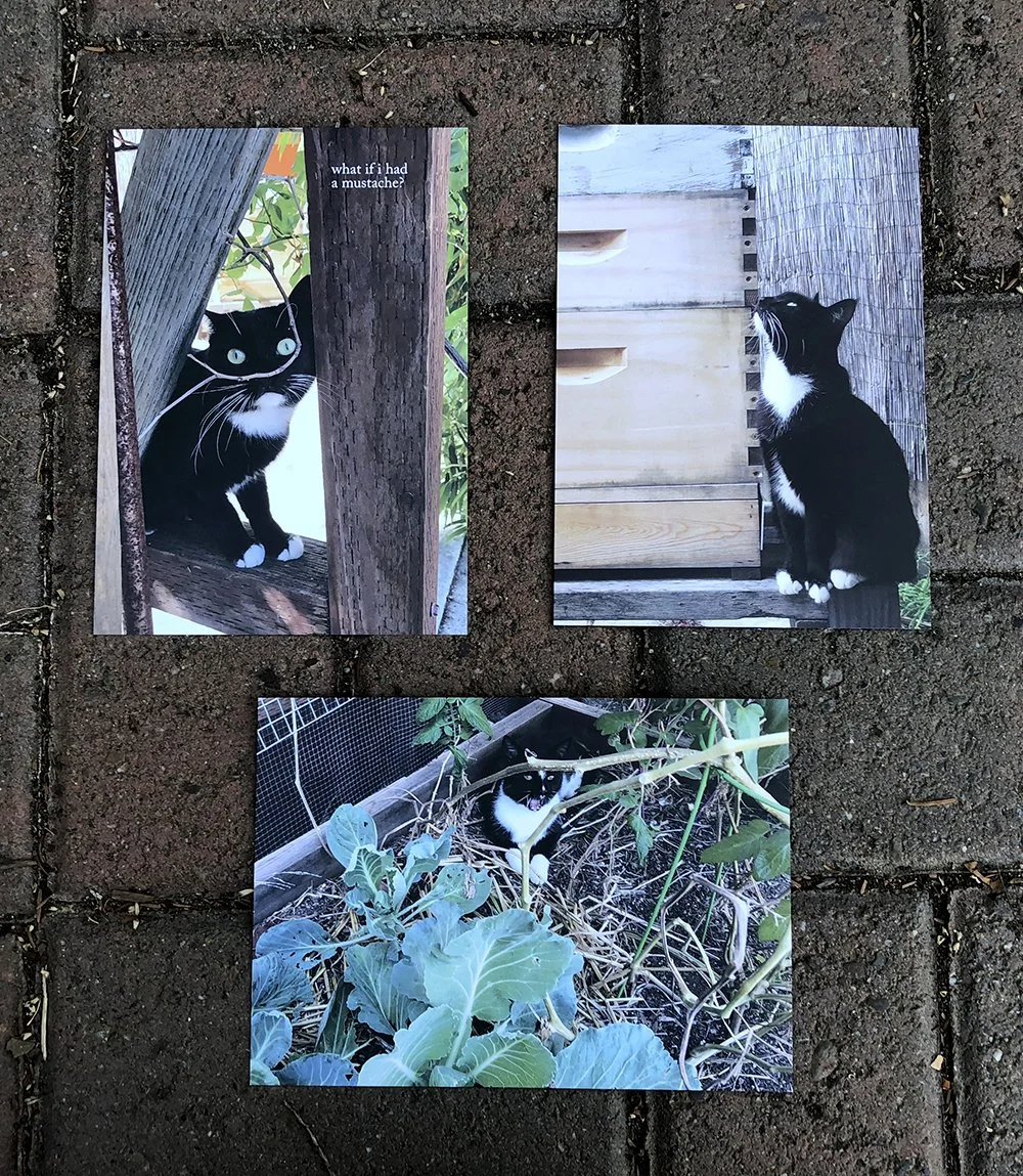 catset.jpg