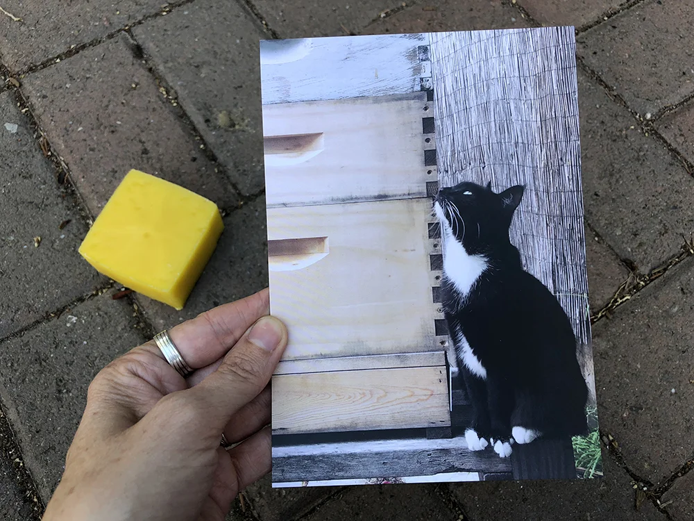 beehive huffing cat postcard