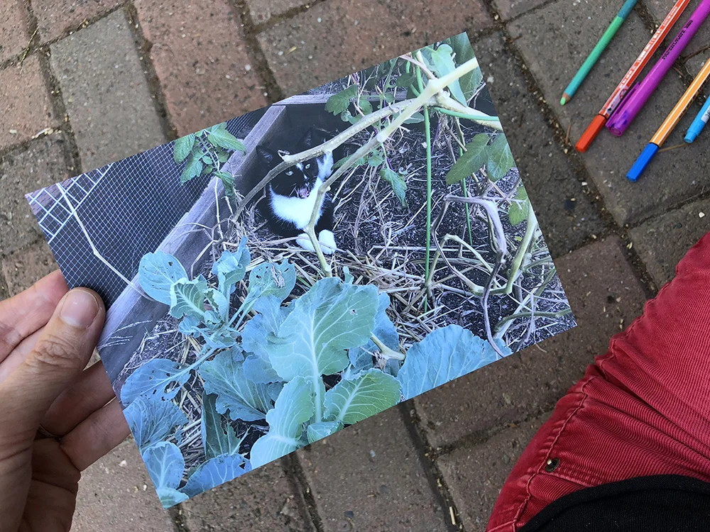 yawning garden cat postcard