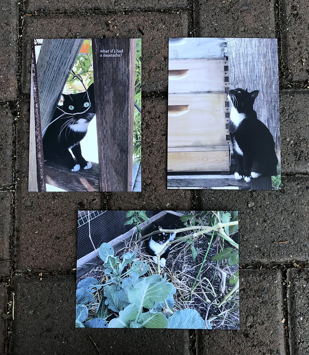 Cats postcards (set of three)