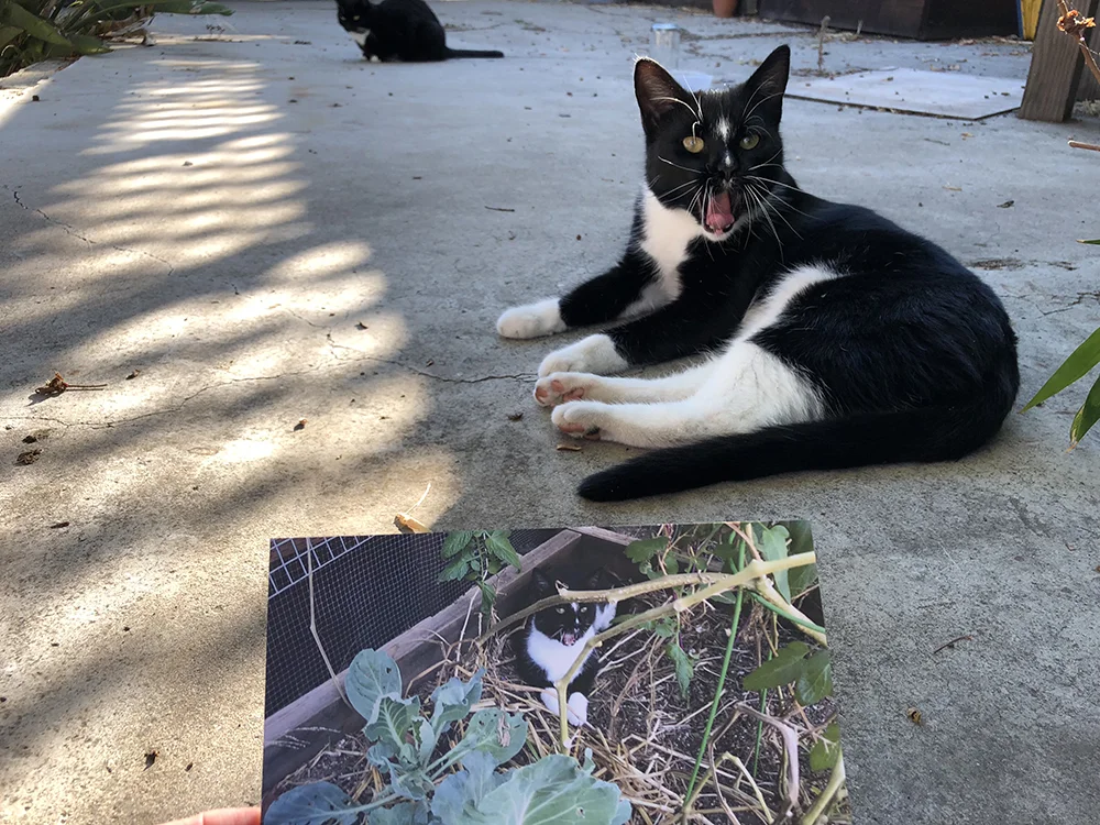 yawning cat postcard