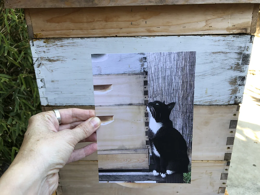cat with beehive postcard