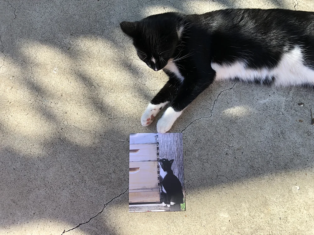 beehive huffing cat postcard