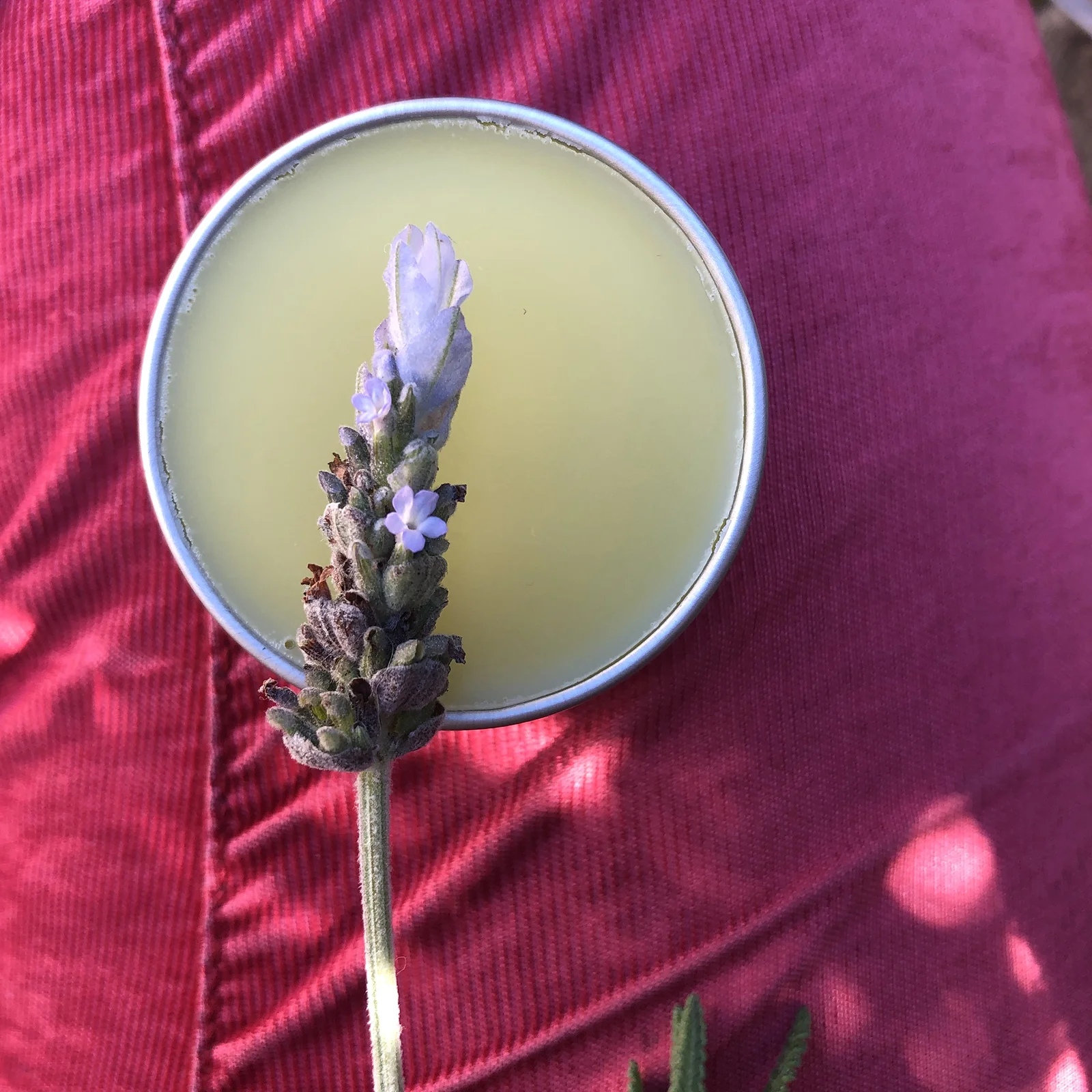 lavender-salve.jpg