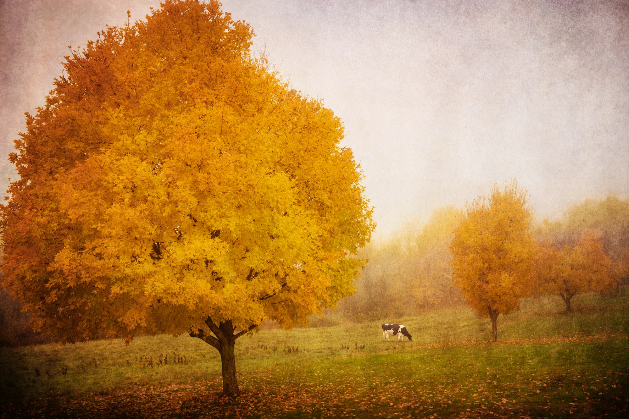 1003_JHC_ThreeTreesCow_LR.jpg