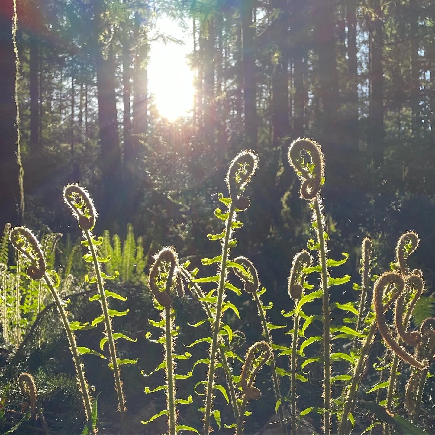 fiddleheads_sunshine_Corianton_Hale.JPEG