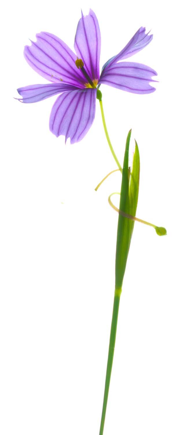 Untitled blueeyed grass(108).jpg