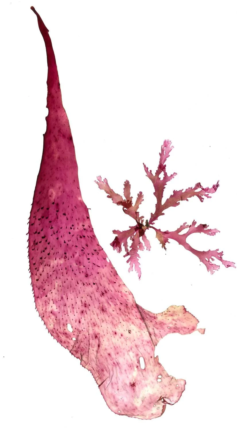 Untitled (65).jpg