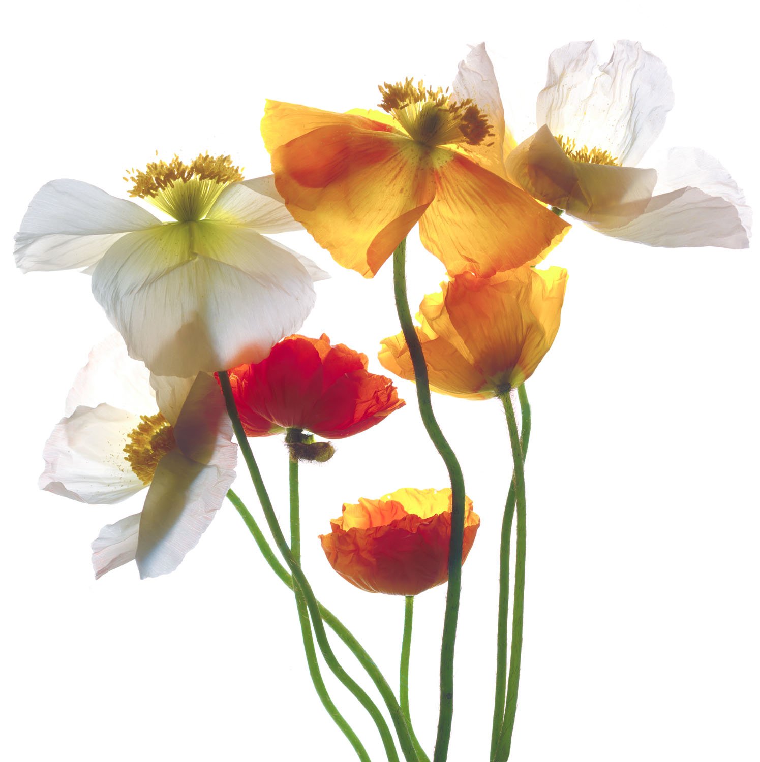 poppies2group adj turnedsqare.jpg