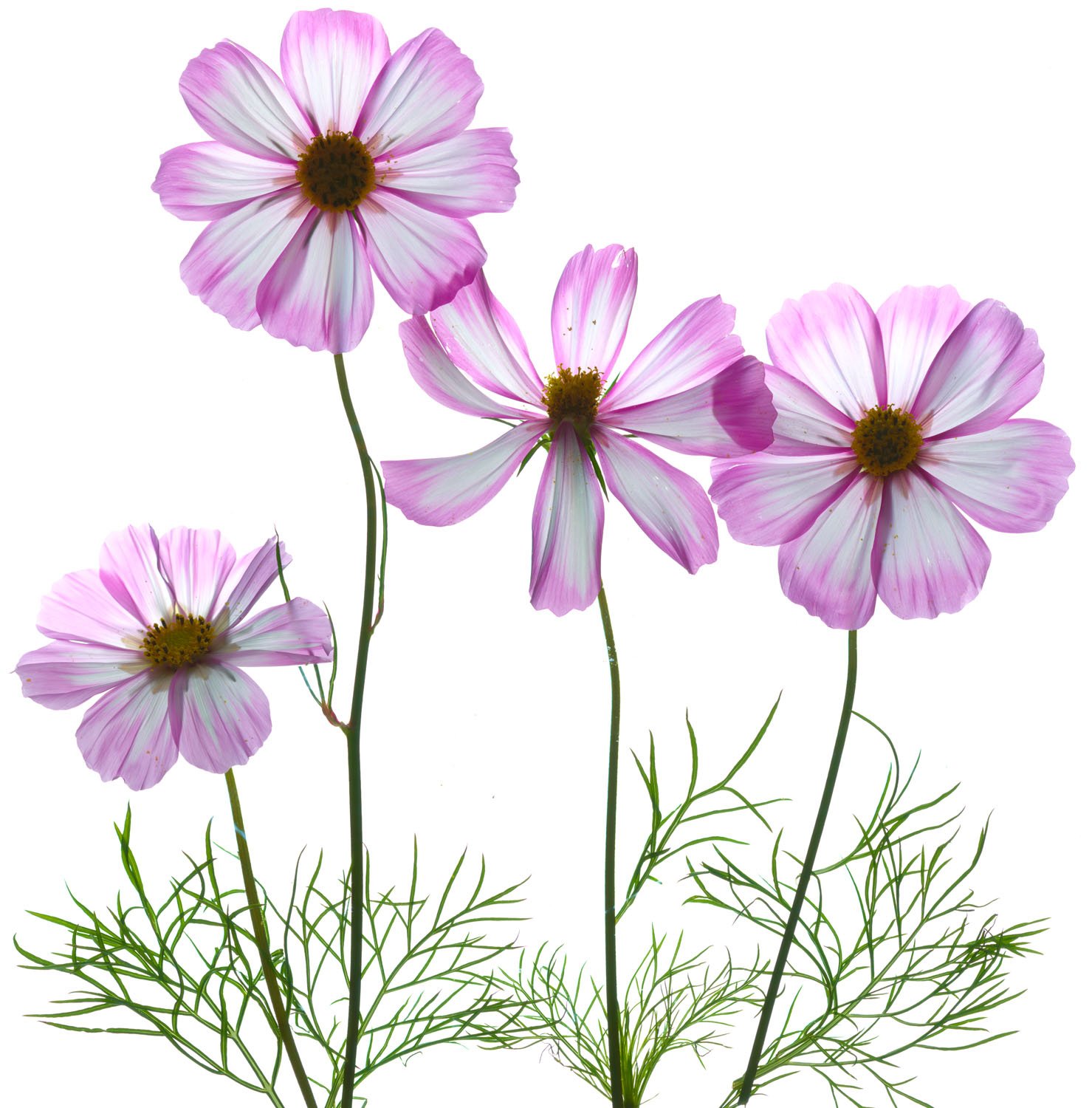 cosmos group of 4.jpg