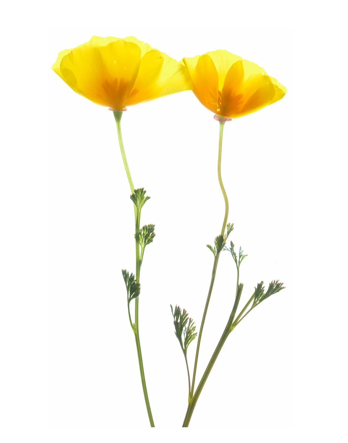 California Poppy