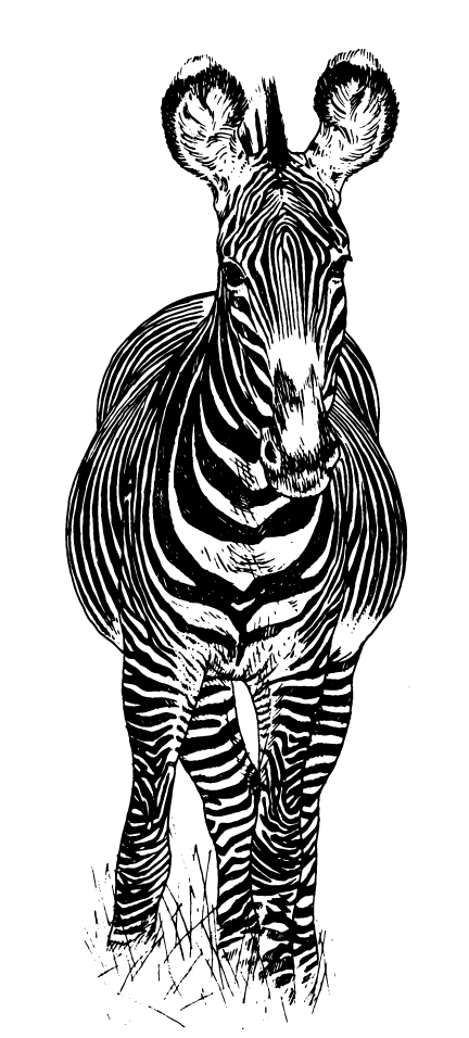 zebra1.png