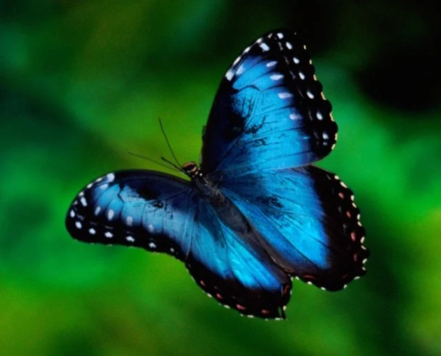 blue-butterfly-iphone-4s-wallpaper-ilikewallpaper_com1.jpg