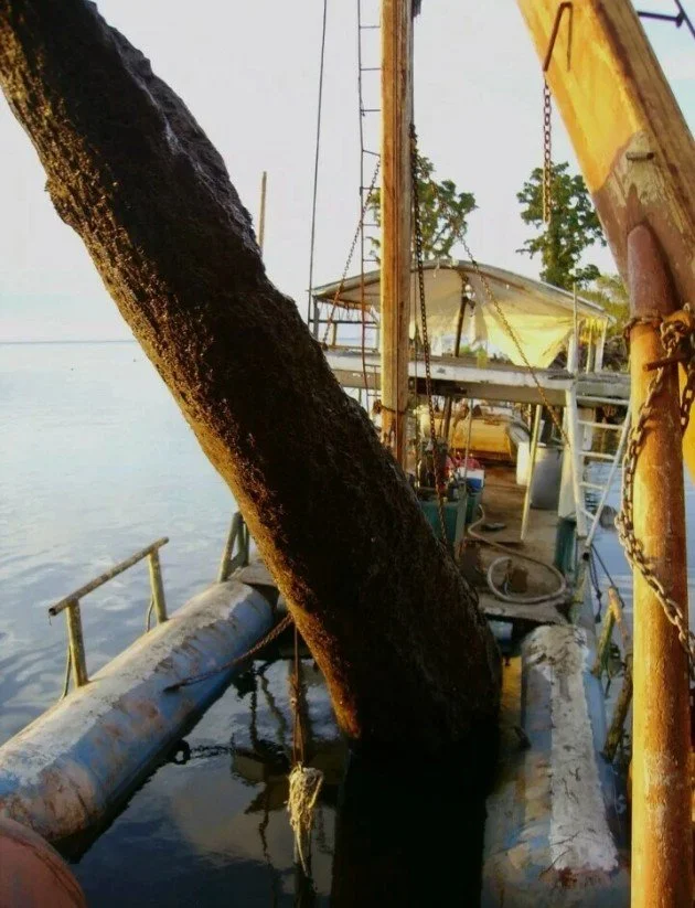 Sinker Cypress.jpg