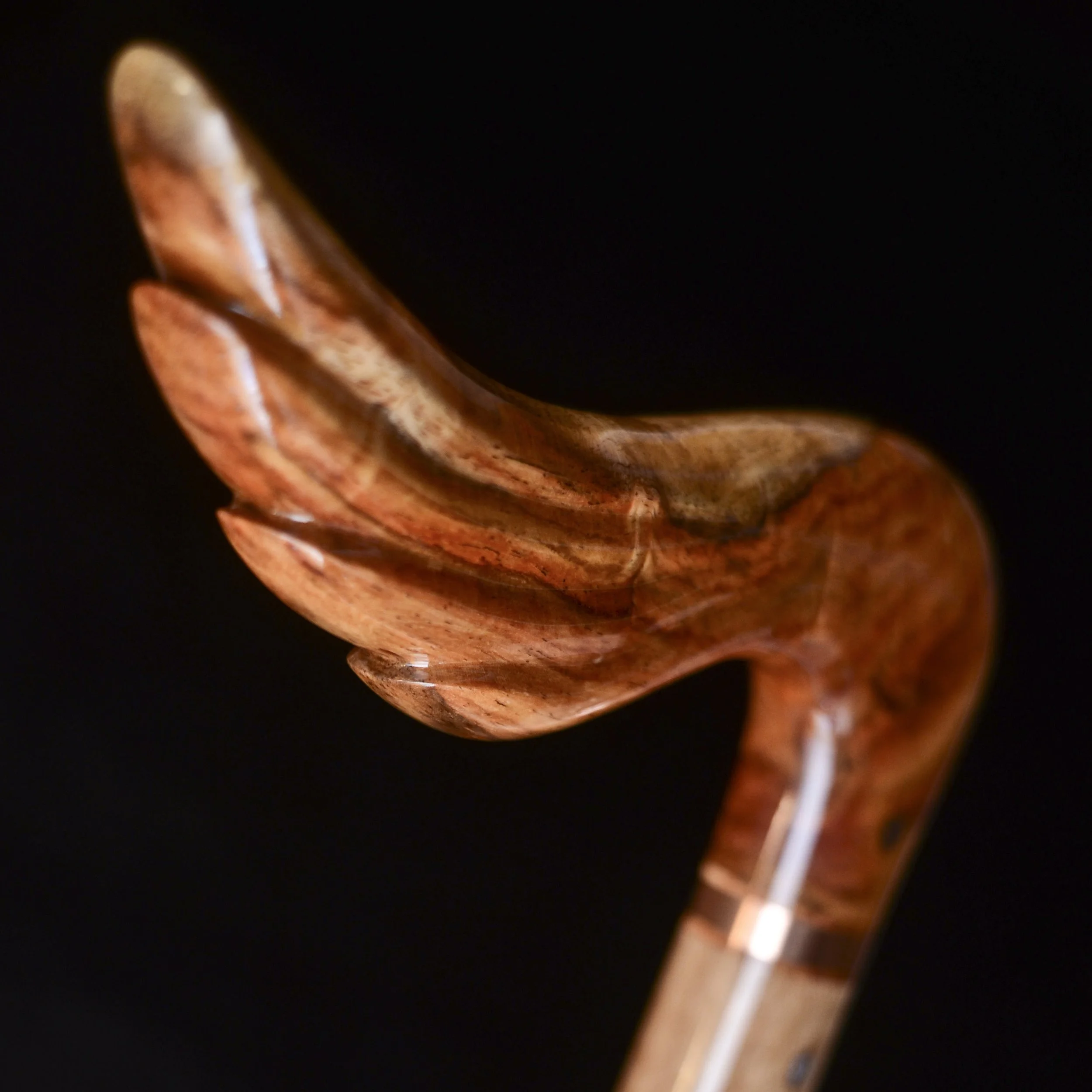 Hainan Rosewood, Eucalyptus 13.jpg