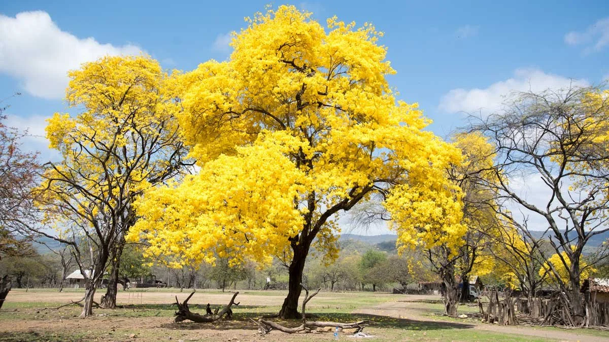 Guayacan.jpg