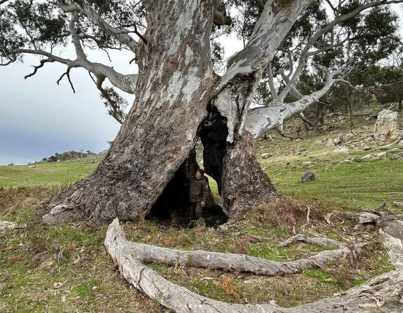 Red Gum.jpg
