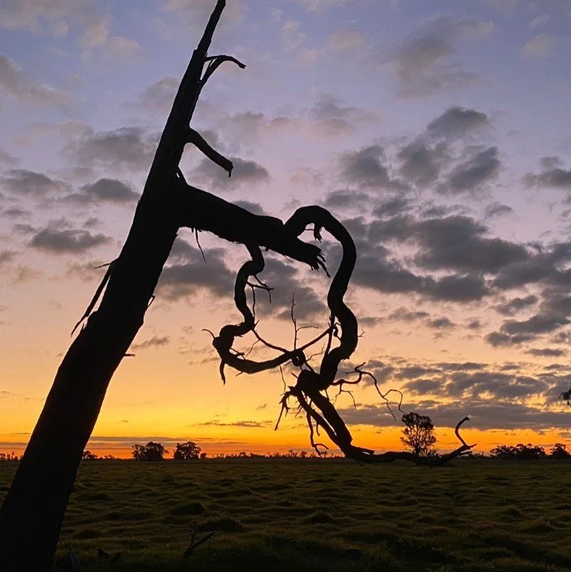 Buloke.jpg