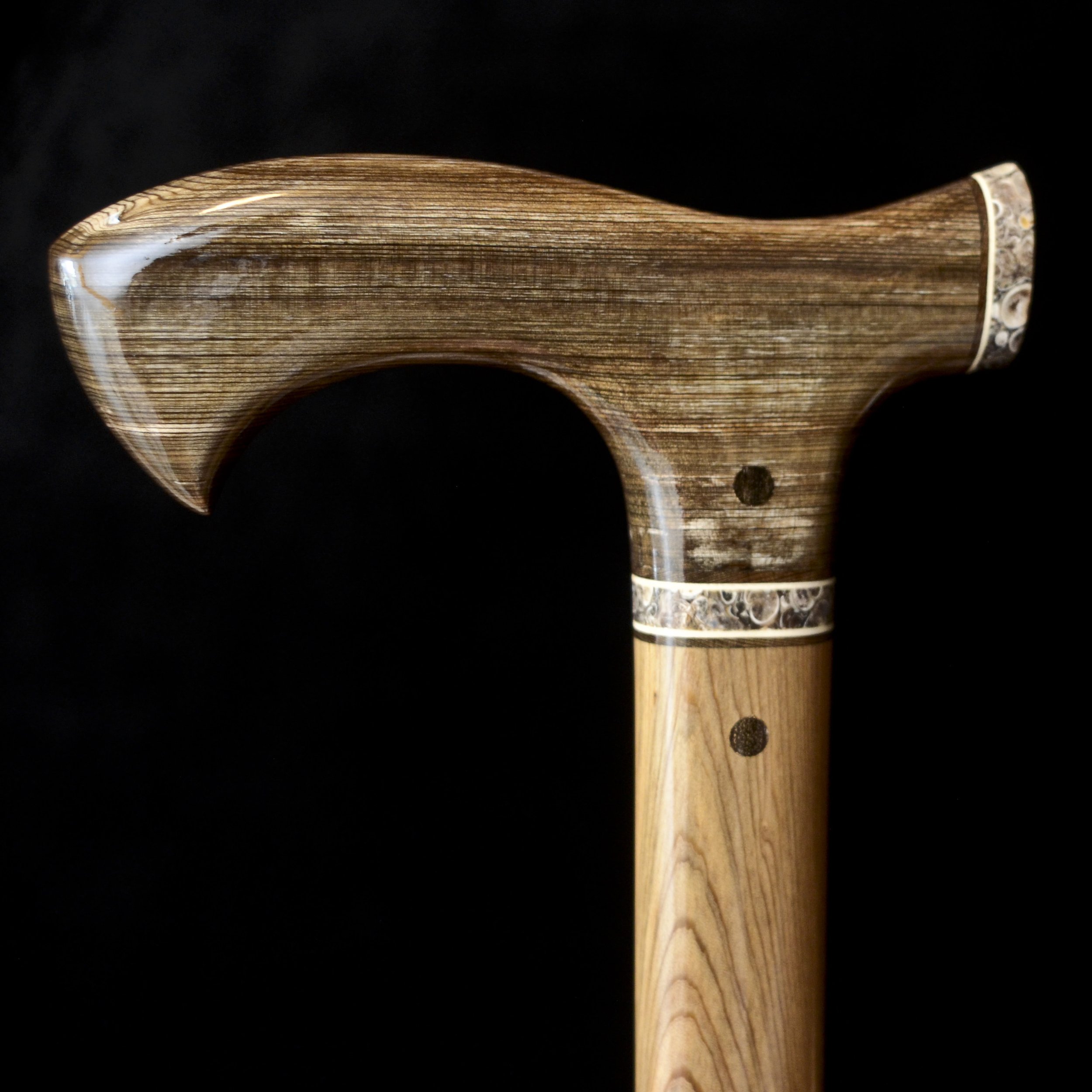 Sinker Cypress, Fossilized Snail 15.jpg