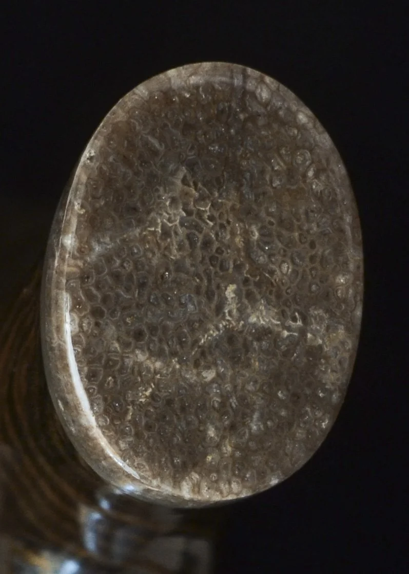 Mun Ebony, Kalimantan Ebony, Dinosaur Bone 11.jpg