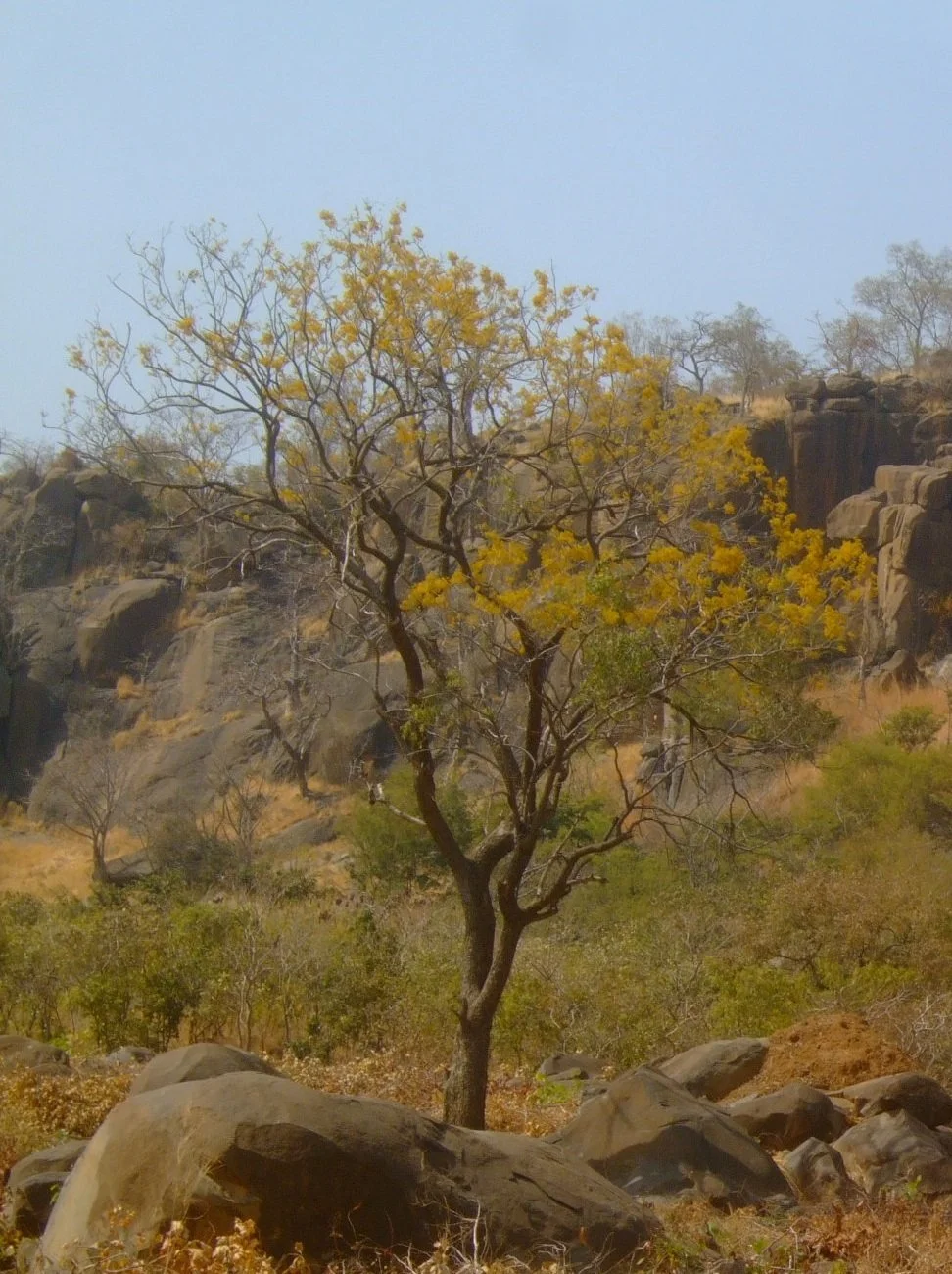 Kosso Wood - pterocarpus erinaceus.jpg