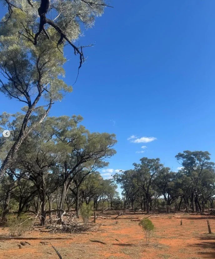 Gidgee2.jpg