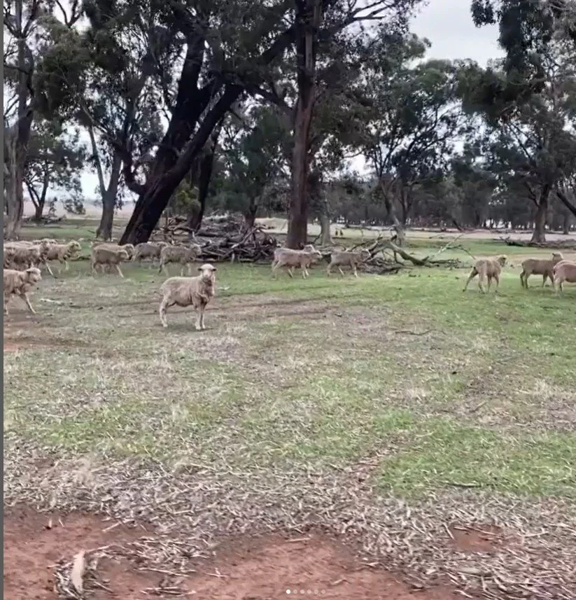 Buloke 2.jpg