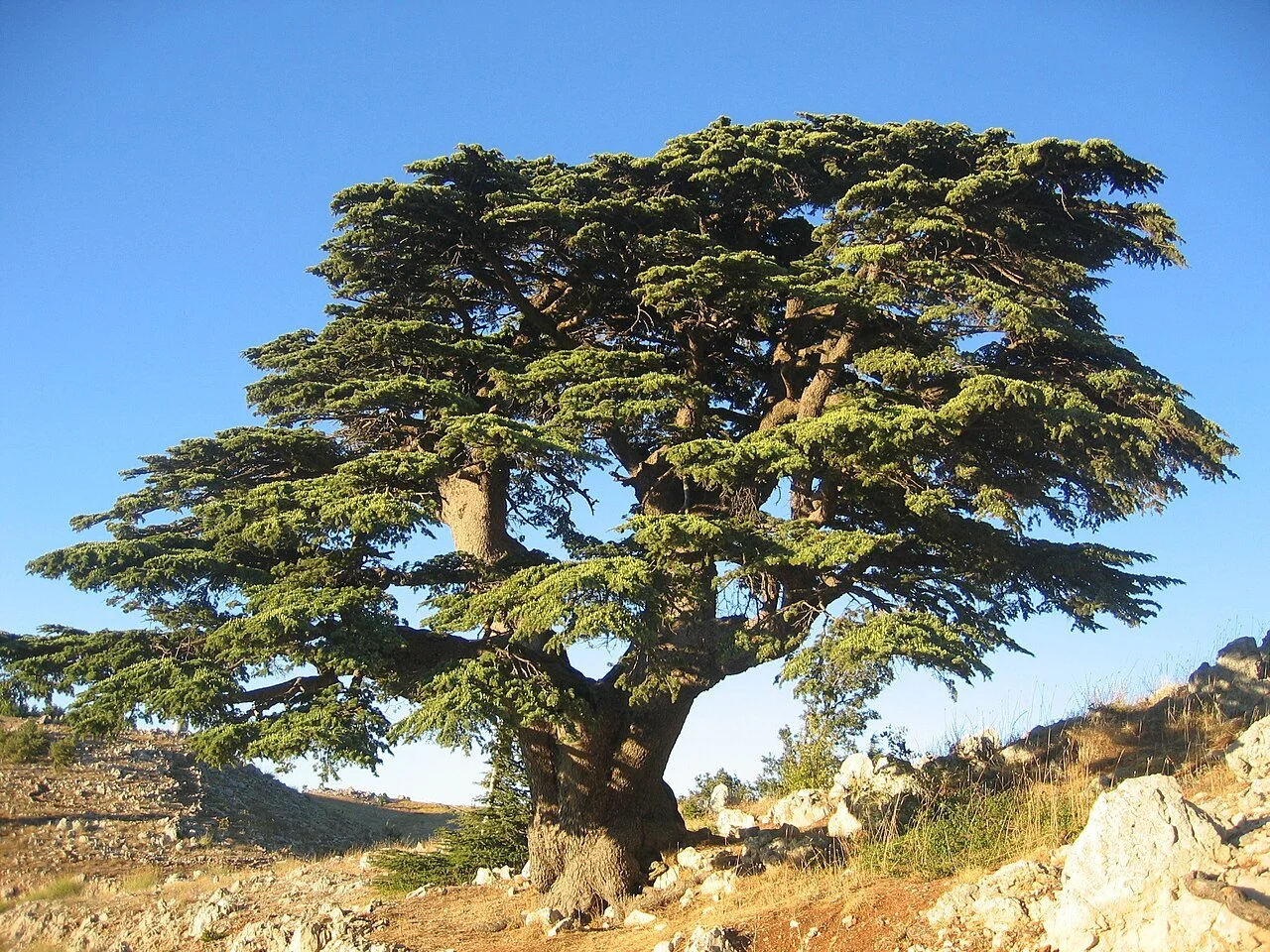 Cedar Of Lebanon.jpg
