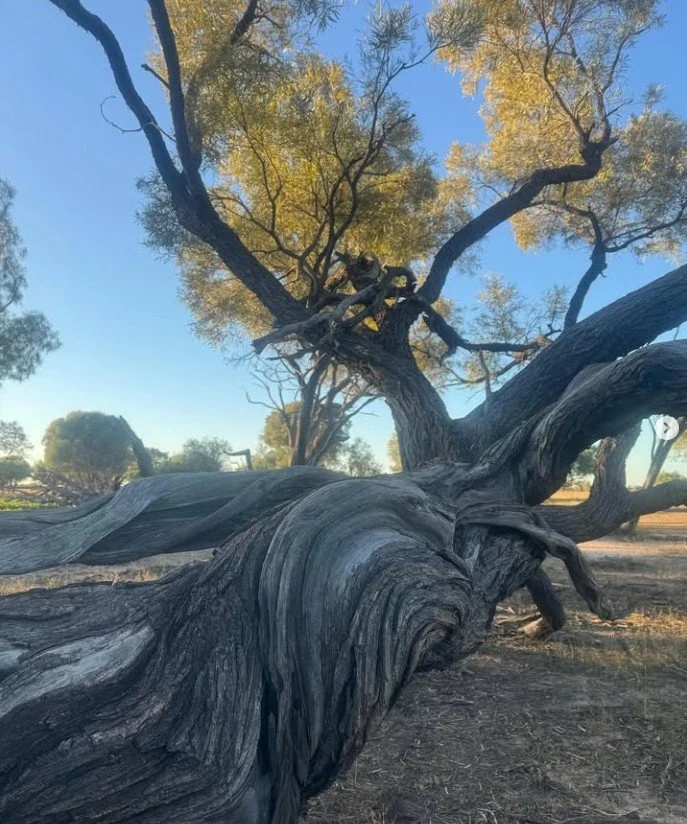 Gidgee3.jpg
