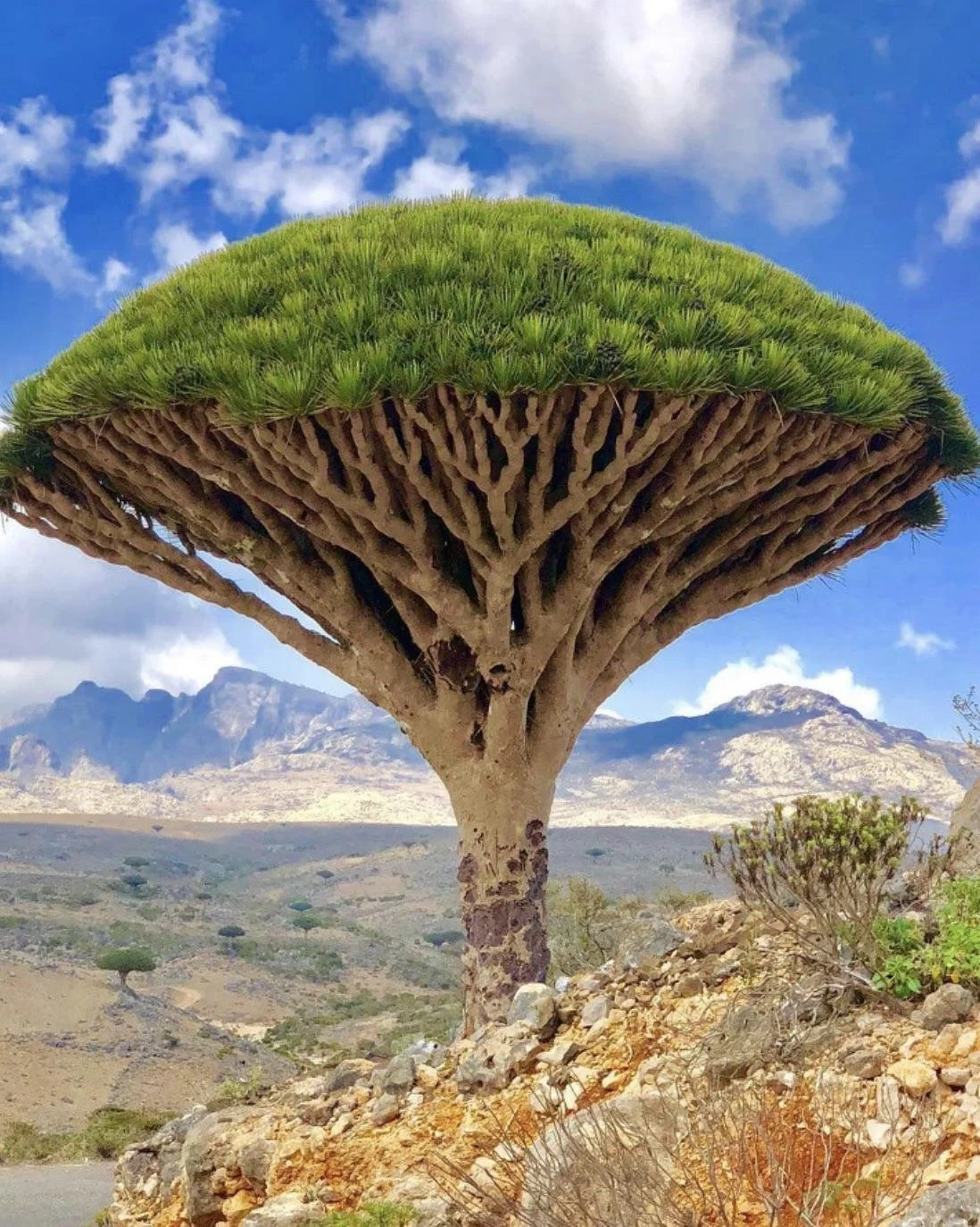 Dragon's Blood Tree.jpg