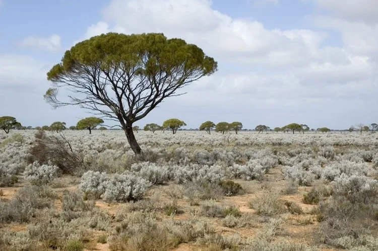 Myall Acacia papyrocarpa.jpg